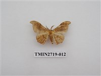 藏品(尺蛾270)的圖片